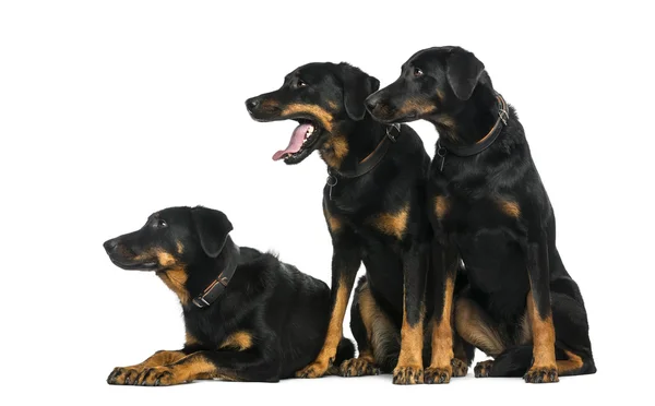 Three Beaucerons in front of a white background — Stock Photo, Image