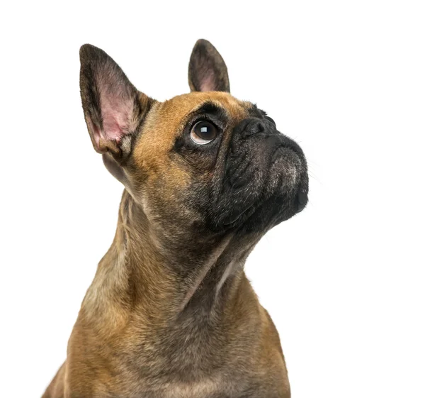 Franse Bulldog (2 jaar) voor een witte achtergrond — Stockfoto