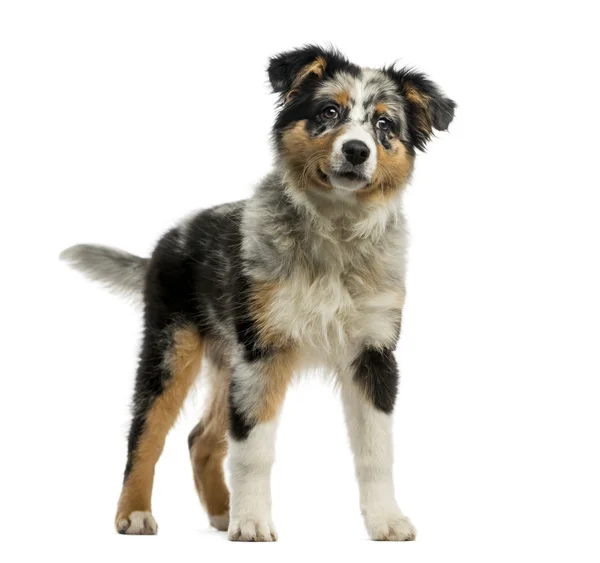 Australian Shepherd (3,5 months old) in front of a white backgro — Stock Photo, Image