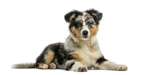 Australian Shepherd (3,5 months old) in front of a white backgro — Stock Photo, Image