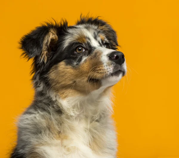 Australian Shepherd (3,5 maanden oud) voor een oranje backg — Stockfoto