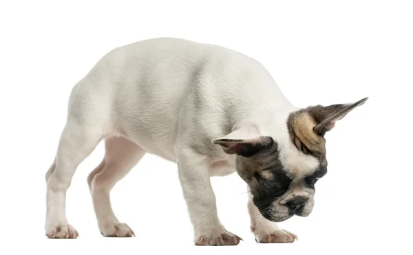 Franse Bulldog (3 maanden oud) voor een witte achtergrond — Stockfoto