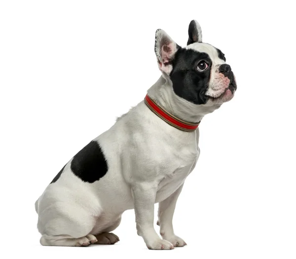 Bulldog francese (1 anno) davanti a uno sfondo bianco — Foto Stock