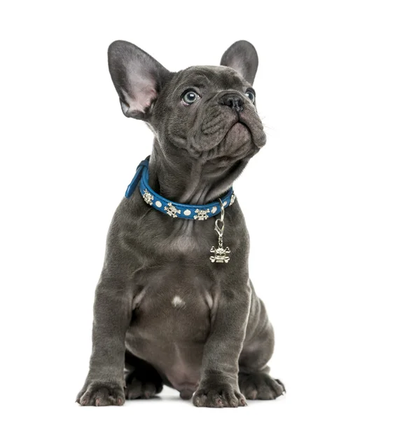 French Bulldog (2 months old) in front of a white background — Stock Photo, Image