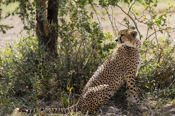 Gepard siedział pod drzewo, Serengeti, Tanzania, Afryka — Zdjęcie stockowe