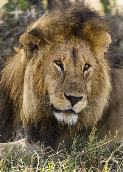 Primer plano de un león, Serengeti, Tanzania, África — Foto de Stock