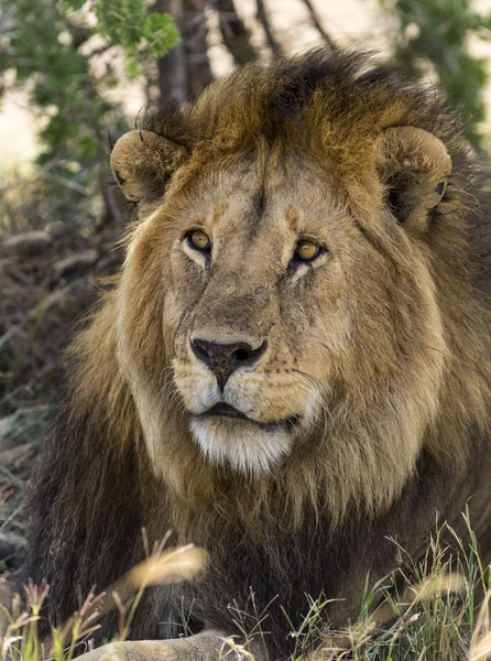 Detail lev, Serengeti, Tanzanie, Afrika — Stock fotografie