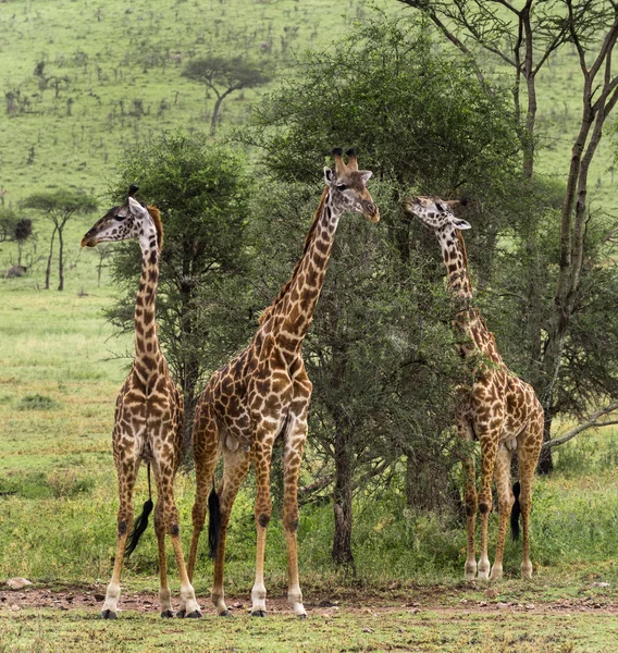 Troupeau de girafes, Serengeti, Tanzanie, Afrique — Photo