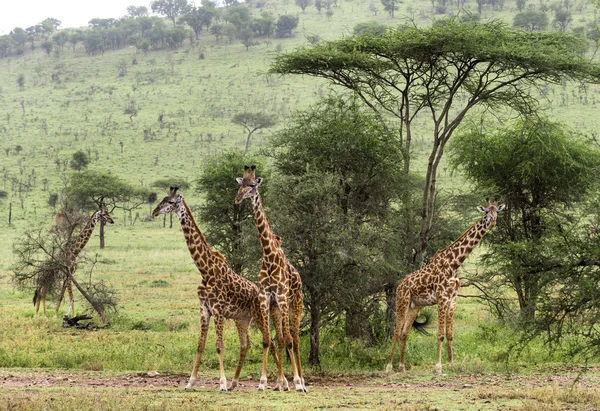 Állomány, zsiráf, Serengeti Tanzánia, Afrika — Stock Fotó