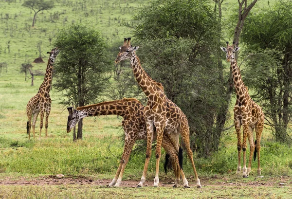 Stádo žirafa, Serengeti, Tanzanie, Afrika — Stock fotografie