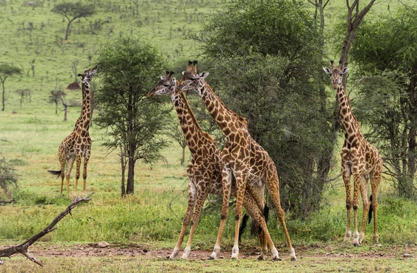 Állomány, zsiráf, Serengeti Tanzánia, Afrika — Stock Fotó