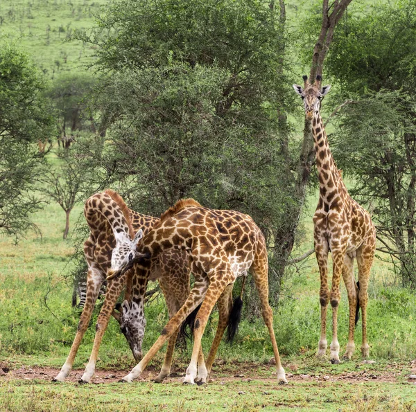 Troupeau de girafes, Serengeti, Tanzanie, Afrique — Photo