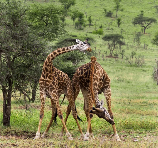 Manada de girafa, Serengeti, Tanzânia, África — Fotografia de Stock