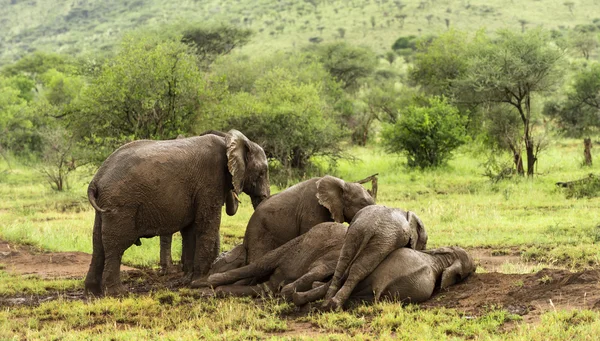 Manada de elefantes descansando, Serengeti, Tanzânia, África — Fotografia de Stock