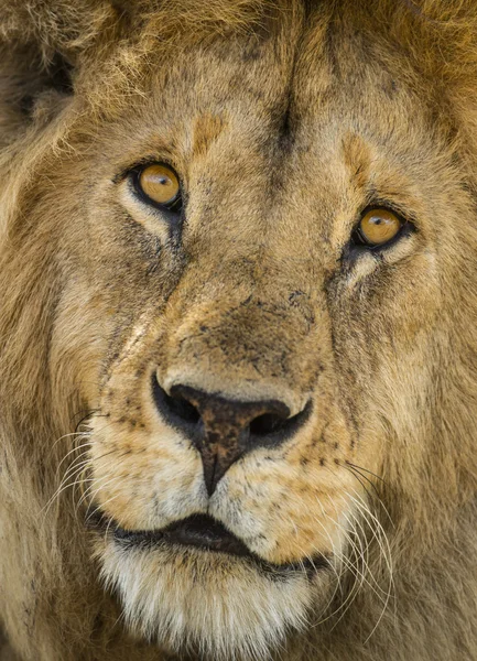 Gros plan sur un Lion, Serengeti, Tanzanie, Afrique — Photo