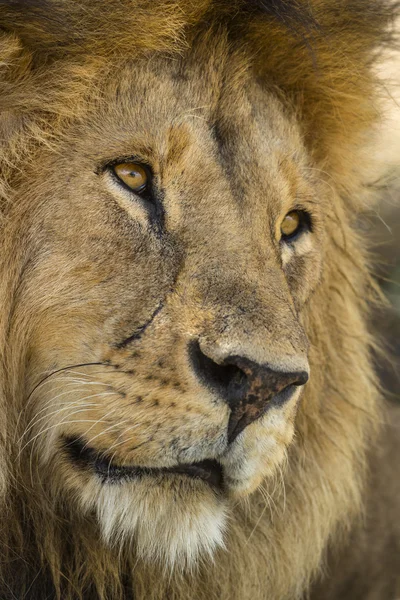 Közeli kép: egy oroszlán, Serengeti Tanzánia, Afrika — Stock Fotó