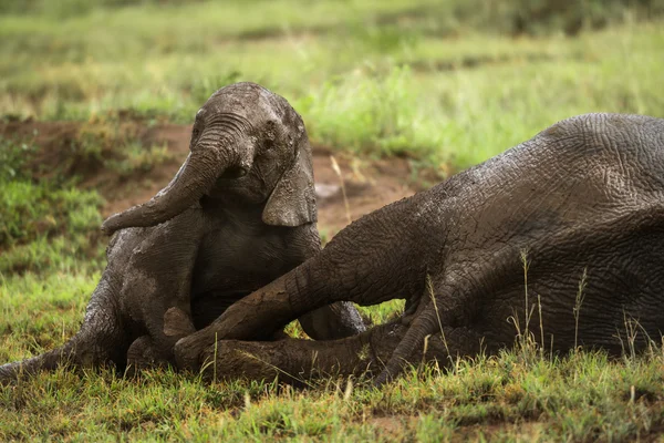 Elefante joven jugando, Serengeti, Tanzania, África — Foto de Stock