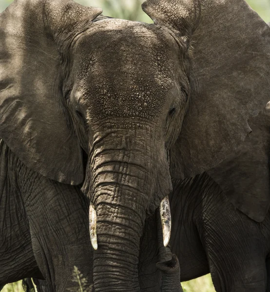 Közeli kép: egy csorda elefánt, Serengeti Tanzánia, Afrika — Stock Fotó