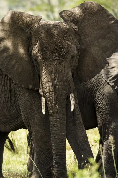 Närbild av en besättning med elefanter, Serengeti, Tanzania, Afrika — Stockfoto