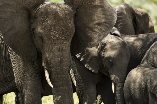 Närbild av en besättning med elefanter, Serengeti, Tanzania, Afrika — Stockfoto