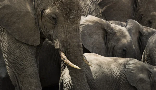 Närbild av en besättning med elefanter, Serengeti, Tanzania, Afrika — Stockfoto