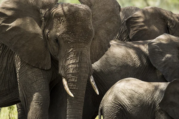 Közeli kép: egy csorda elefánt, Serengeti Tanzánia, Afrika — Stock Fotó