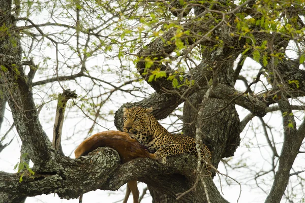 Léopard dans un arbre avec sa proie, Serengeti, Tanzanie, Afrique — Photo