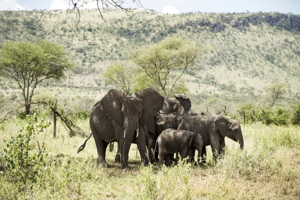 Mandria di elefanti, Serengeti, Tanzania, Africa — Foto Stock