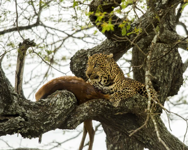 Leopardo en un árbol con su presa, Serengeti, Tanzania, África — Foto de Stock