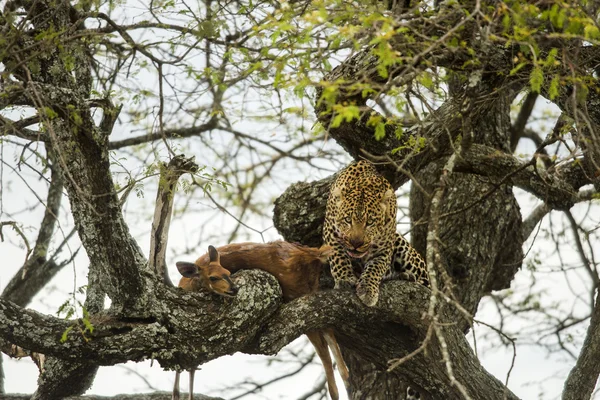 Léopard dans un arbre avec sa proie, Serengeti, Tanzanie, Afrique — Photo