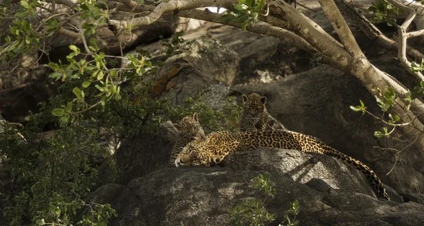 Leoprad と岩、セレンゲティ、タンザニア、アフリカで休む彼女のカブス — ストック写真