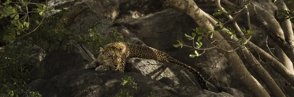 Lampart spoczywa na skale, Serengeti, Tanzania, Afryka — Zdjęcie stockowe