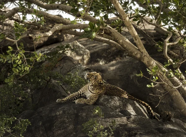 Leopard resting on rock, Serengeti, Tanzania, Africa — Stock Photo, Image