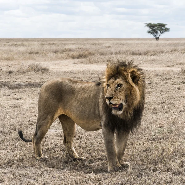 Dirty Leeuw staande in de savanne, Serengeti, Tanzania, Afrika — Stockfoto