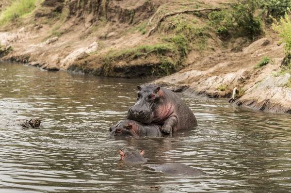 Hippos acasalamento no rio, Serengeti, Tanzânia, África — Fotografia de Stock