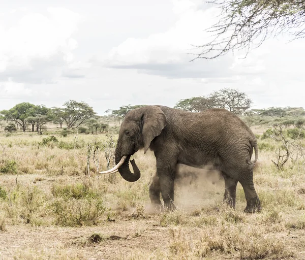 Baño de polvo de elefante, Serengeti, Tanzania, África —  Fotos de Stock