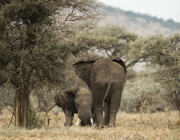 Elefantes jóvenes jugando, Serengeti, Tanzania, África — Foto de Stock