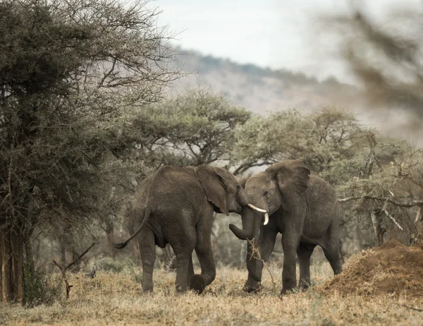 再生、セレンゲティ、タンザニア、アフリカのゾウたち — ストック写真
