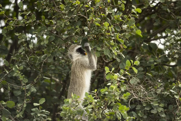 Vervet monkey,  Chlorocebus pygerythrus, eating, Serengeti, Tanz — Stock Photo, Image