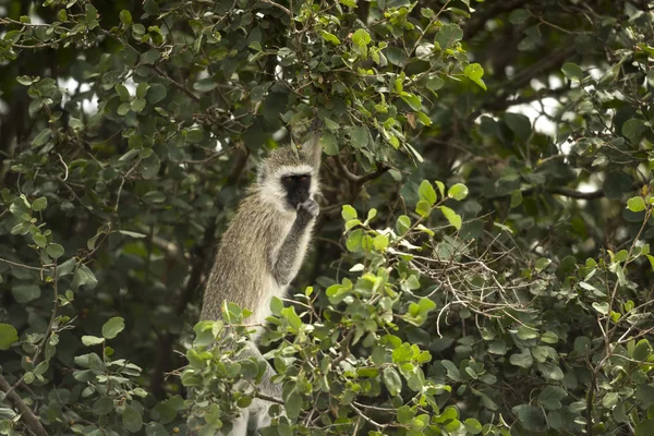 Vervet aap, Chlorocebus pygerythrus, eten, Serengeti, Tanz — Stockfoto