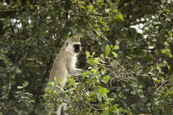 Vervet мавпи, Chlorocebus pygerythrus, на дереві, Серенгеті, Ta — стокове фото