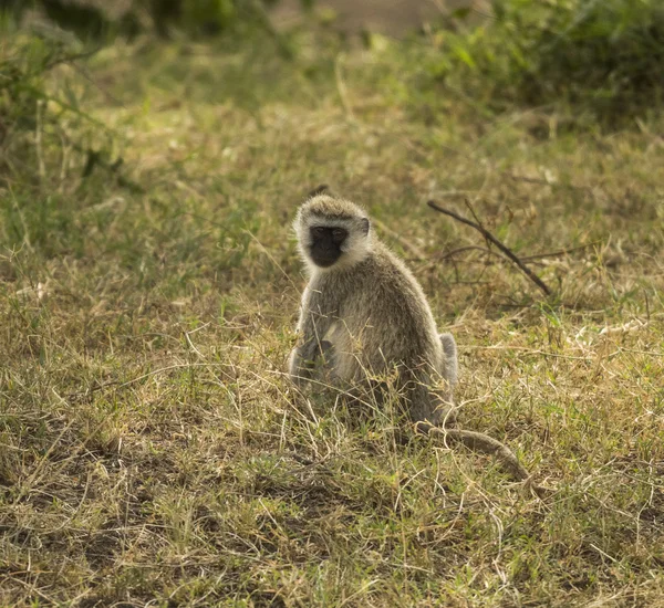 Vervet aap, Chlorocebus pygerythrus, zittend, Serengeti, Tanz — Stockfoto