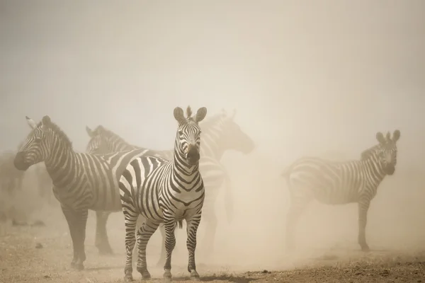 Zebra em pé em pó, Serengeti, Tanzânia, África — Fotografia de Stock