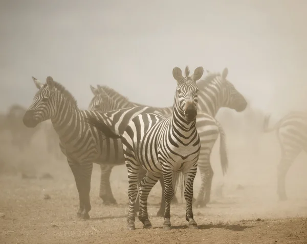 Zebra stojący w kurzu, Serengeti, Tanzania, Afryka — Zdjęcie stockowe