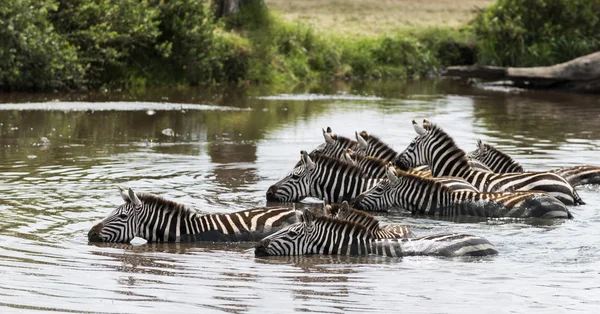 Picie w Afryce rzeka, Serengeti, Tanzania, Zebra — Zdjęcie stockowe