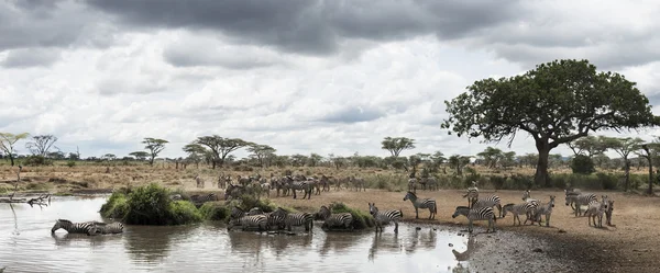 Állomány a zebrák pihenés egy folyó, Serengeti Tanzánia, Afrika — Stock Fotó