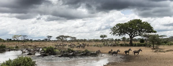 Manada de cebras que descansan junto a un río, Serengeti, Tanzania, África —  Fotos de Stock