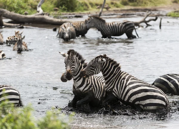 Cebras luchando en un río, Serengeti, Tanzania, África —  Fotos de Stock