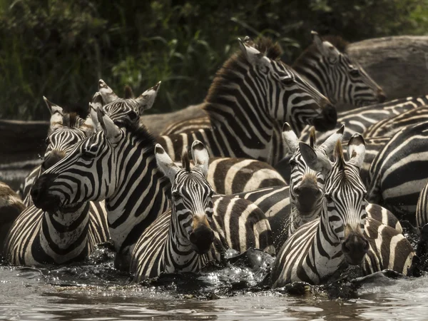 Zebrák séta egy folyó, Serengeti Tanzánia, Afrika — Stock Fotó