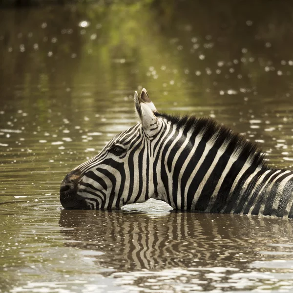 Zebra drinking in a river, Serengeti, Tanzania, Africa — Stock Photo, Image